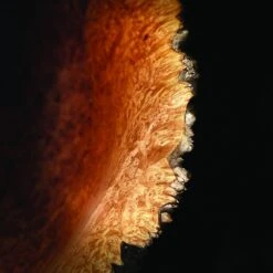 Odie's Oil, 9 Oz. -Sale Tools Shop 56561 05 1000